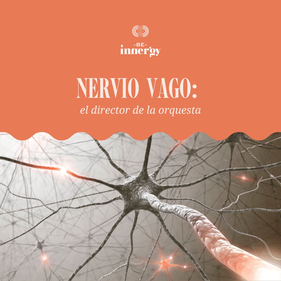 Nervio vago: el director de la orquesta